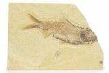 Detailed Fossil Fish (Knightia) - Wyoming #373714-1